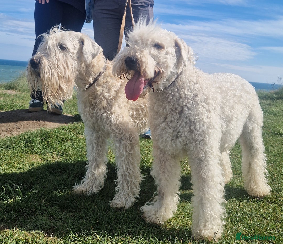 Soft Coated Wheaten Terrier dogs for sale: Wheaten Terrier - 5 years old - Advert 2