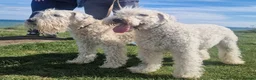 Soft Coated Wheaten Terrier dogs for sale: Wheaten Terrier - 5 years old - Advert 2