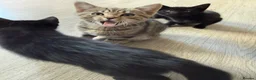 Mixed Breed cats for sale: 5 beautiful kittens males  - Advert 3