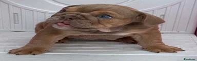 English Bulldog 3