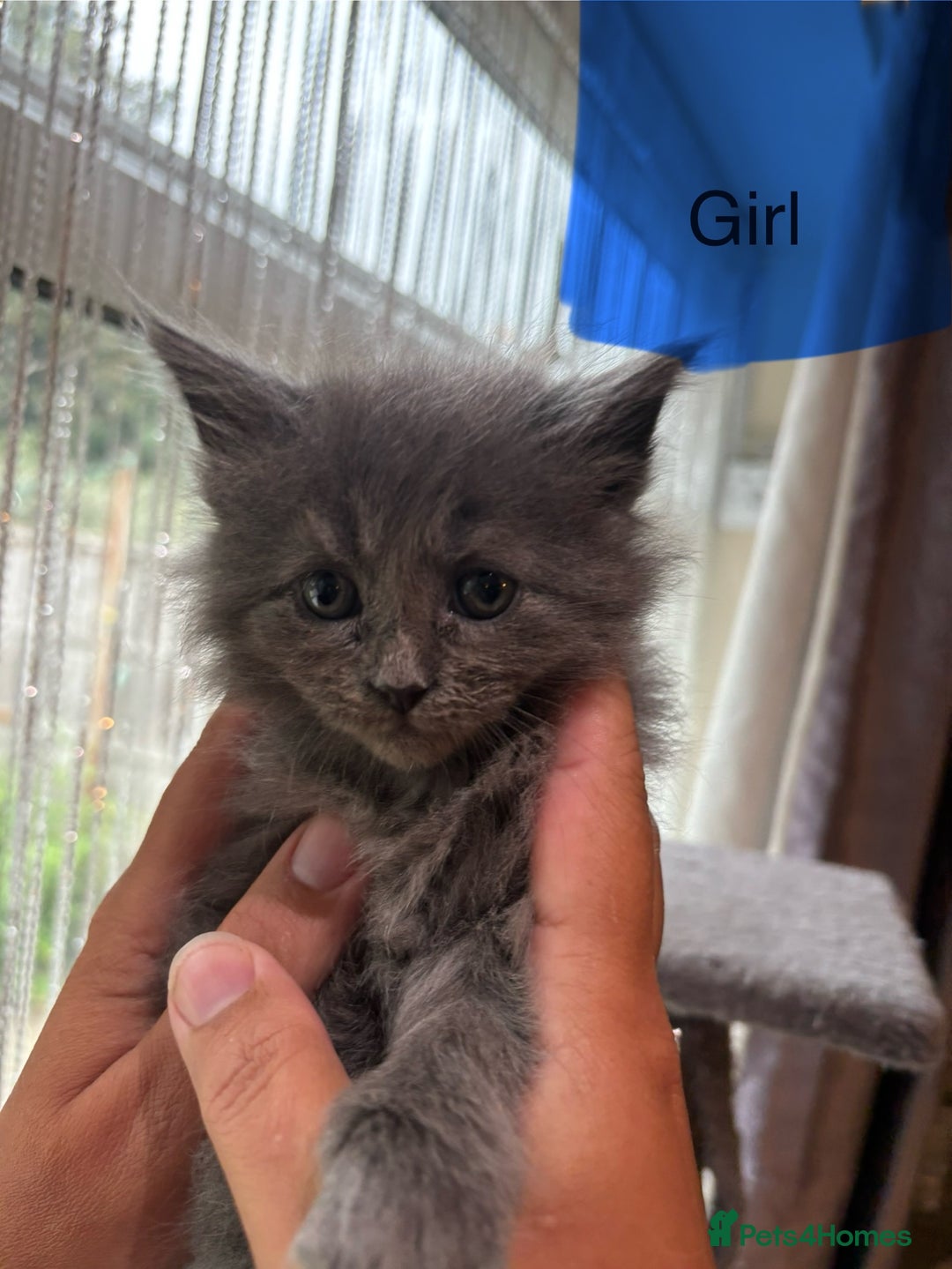 Ragdoll cats for sale: Half Ragdoll / maincoon kittens for sale  - Image 15