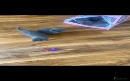 British Shorthair cats for sale: British Shorthair kittens for sale - Image 6