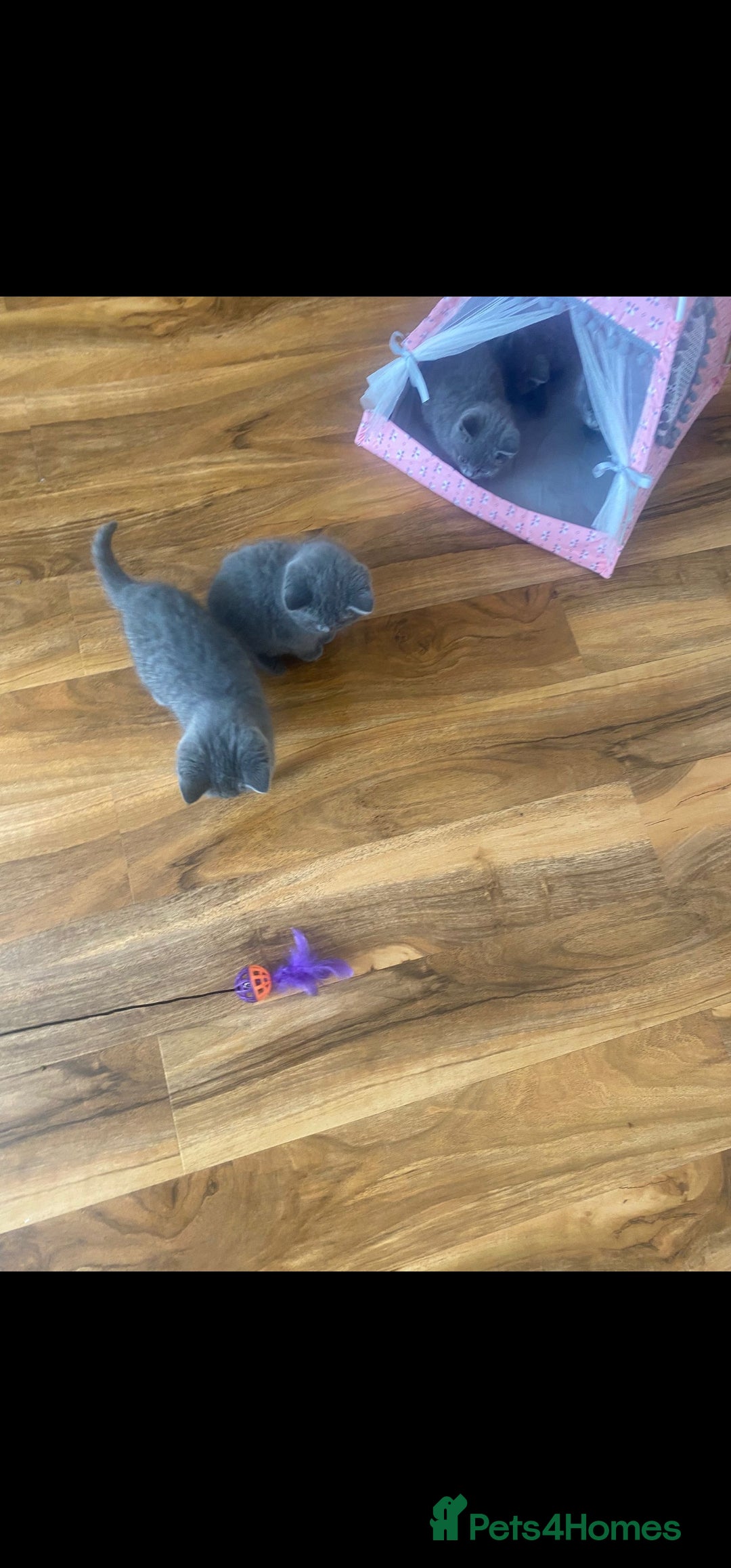 British Shorthair cats for sale: British Shorthair kittens for sale - Image 6