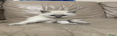 Ragdoll Blue Point