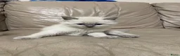 Ragdoll cats for sale: Ragdoll Kittens GCCF lilac and Blue beautiful  in Gainsborough - Advert 10
