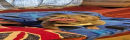 American Bulldog dogs for sale: American Bulldog for rehoming - Advert 4