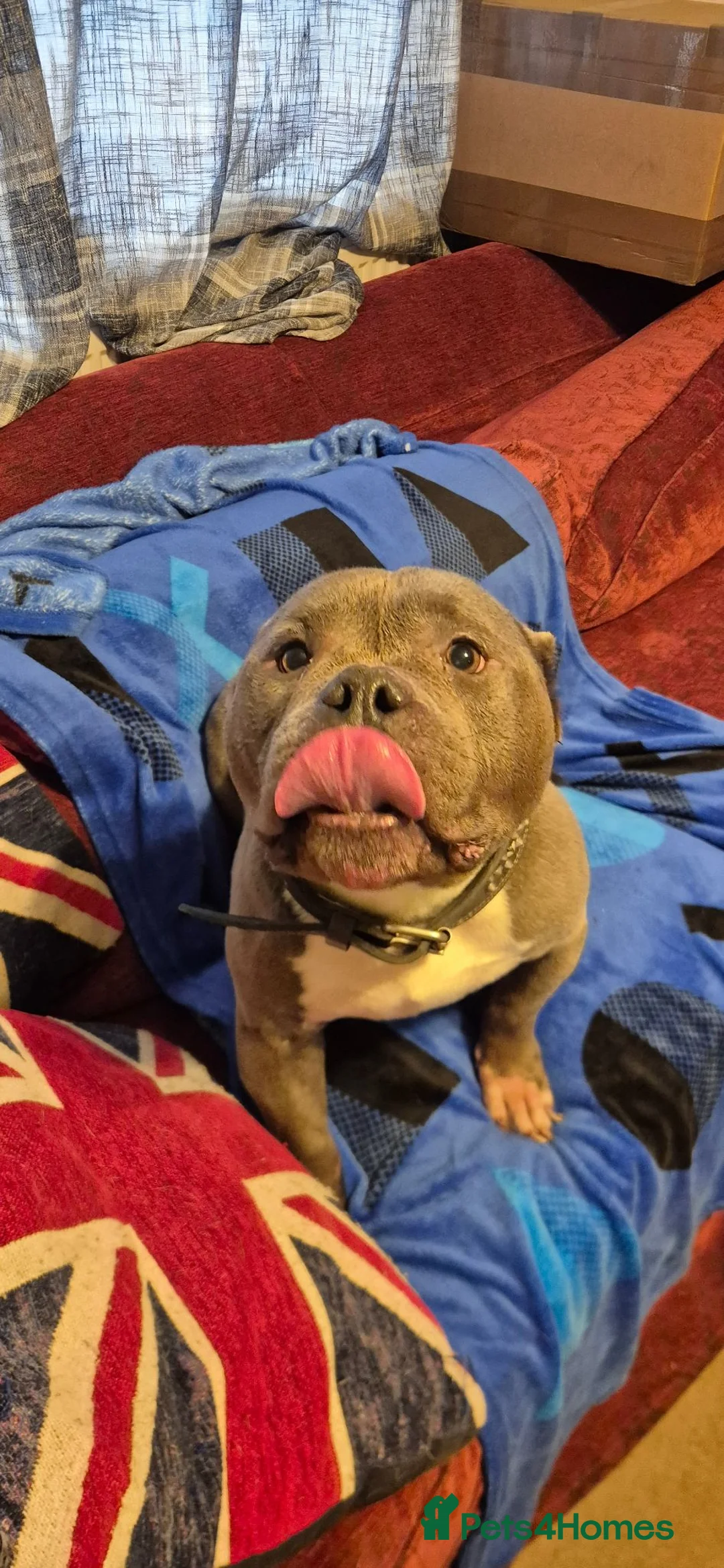 American Bulldog dogs for sale: American Bulldog for rehoming - Advert 4
