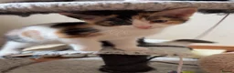 Mixed Breed cats for sale: Gorgeous marked kittens - Advert 4