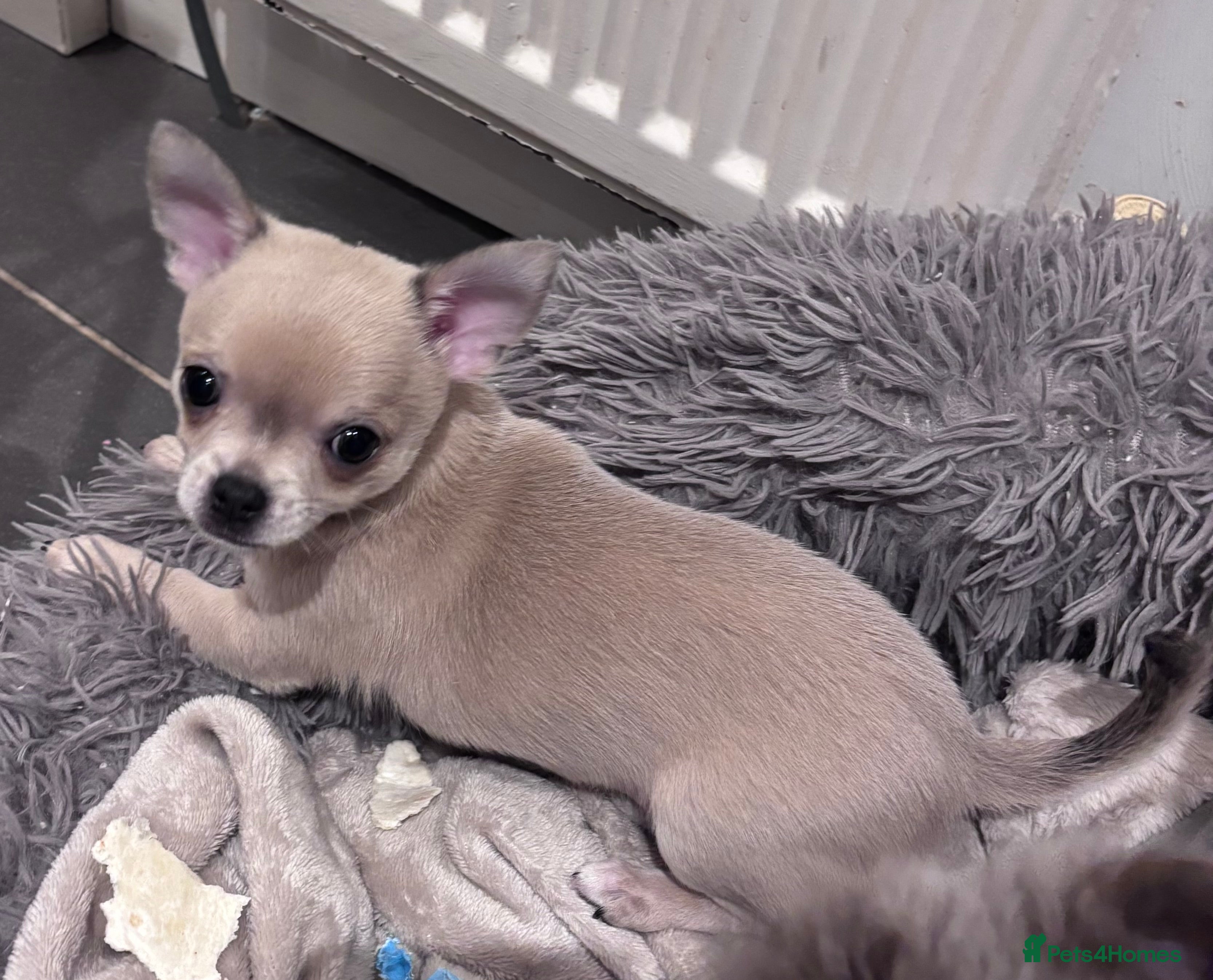 Chihuahua dogs KC REG chihuahua Champ/russian Lines pup READY NOW - Advert 1