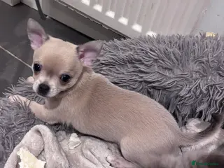 Chihuahua dogs KC REG chihuahua Champ/russian Lines pup READY NOW - Advert 1