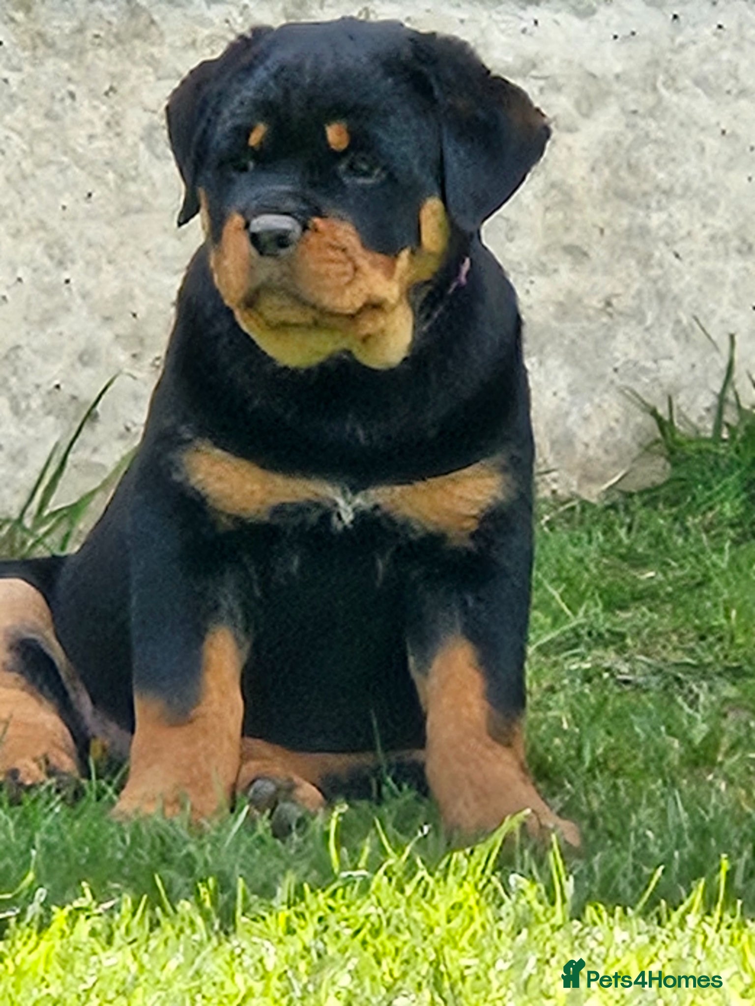 Rottweiler dogs Beautiful chunky puppies vet checked clear  - Advert 4