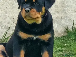 Rottweiler dogs Beautiful chunky puppies vet checked clear - Advert 4