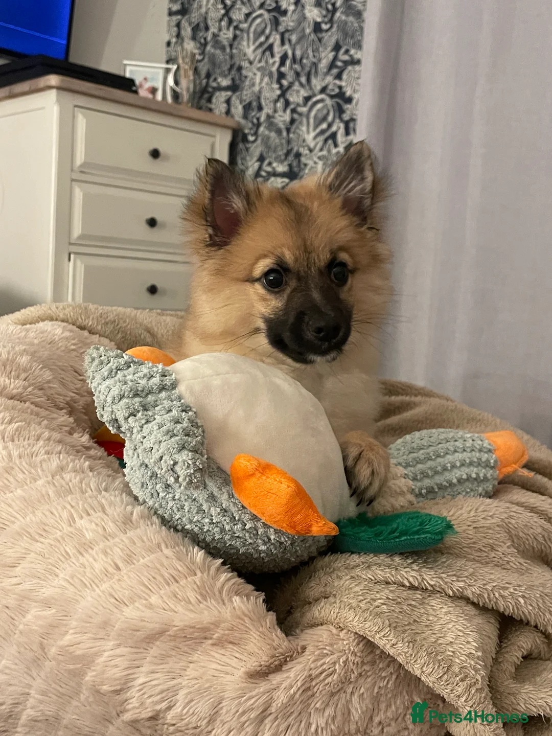 Mixed Breed dogs for sale: Pomeranian X spitz - Advert 4