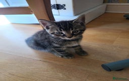 Mixed Breed cats for sale: 4 flufball looking for new home - Image 16