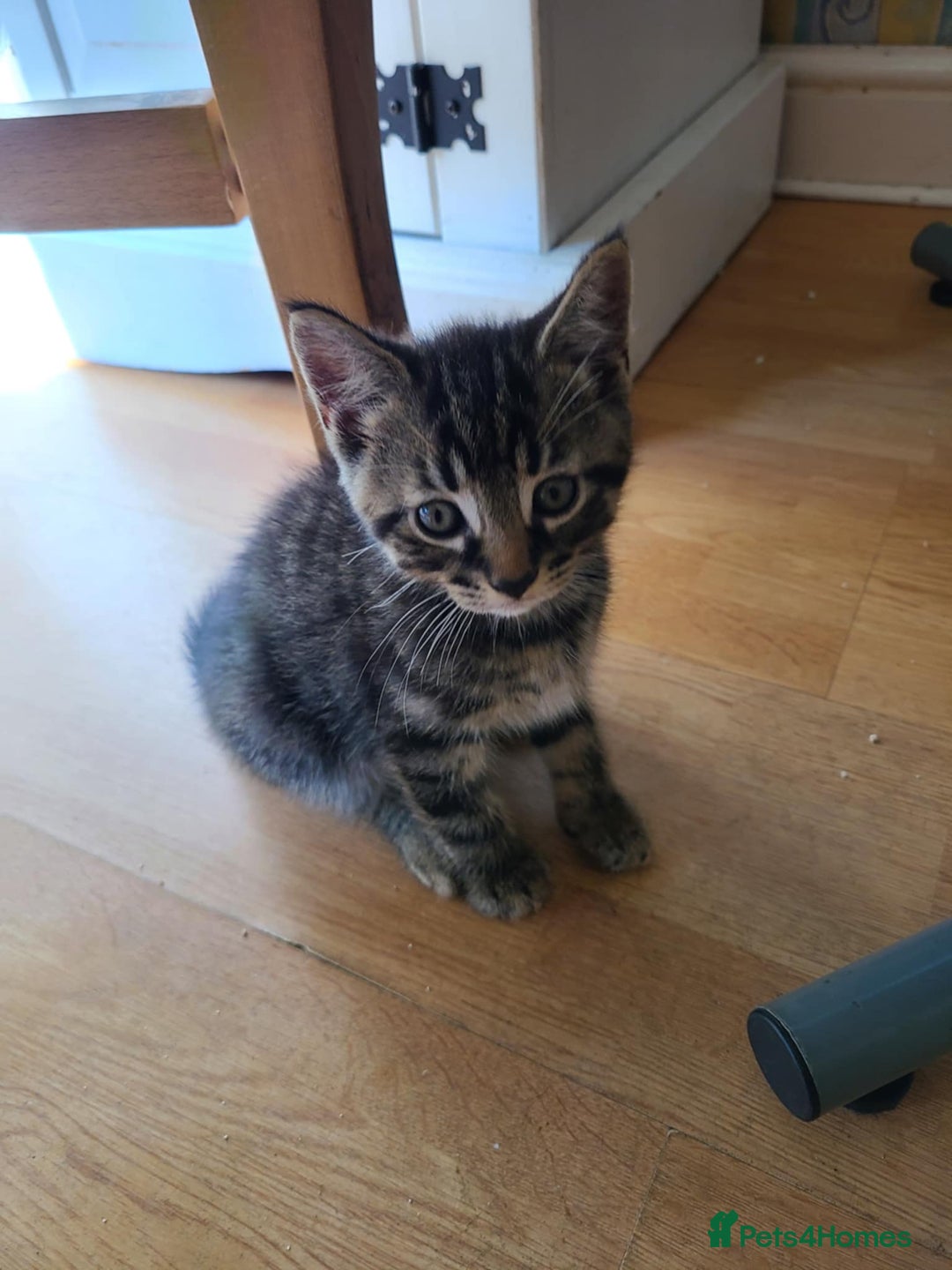 Mixed Breed cats for sale: 4 flufball looking for new home - Image 16