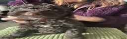 Miniature Poodle dogs for sale: Gorgeous Miniature Poodle puppies  - Advert 13