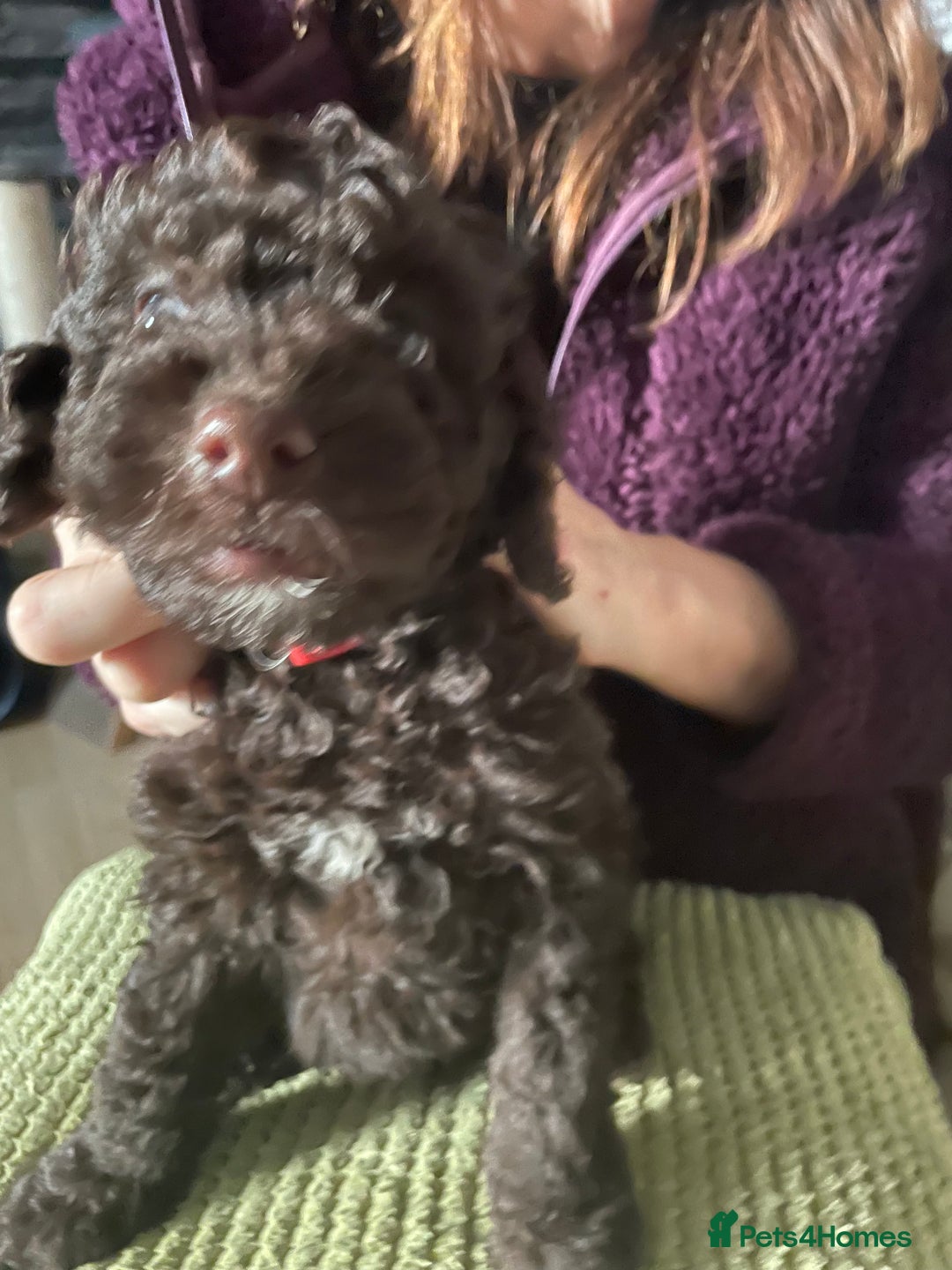 Miniature Poodle dogs for sale: Gorgeous Miniature Poodle puppies  - Advert 13