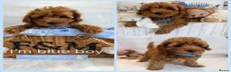 Maltipoo dogs for sale: 💖BEAUTIFUL LICENSED-BRED MALTIPOO💖 in Virginia Water - Advert 3