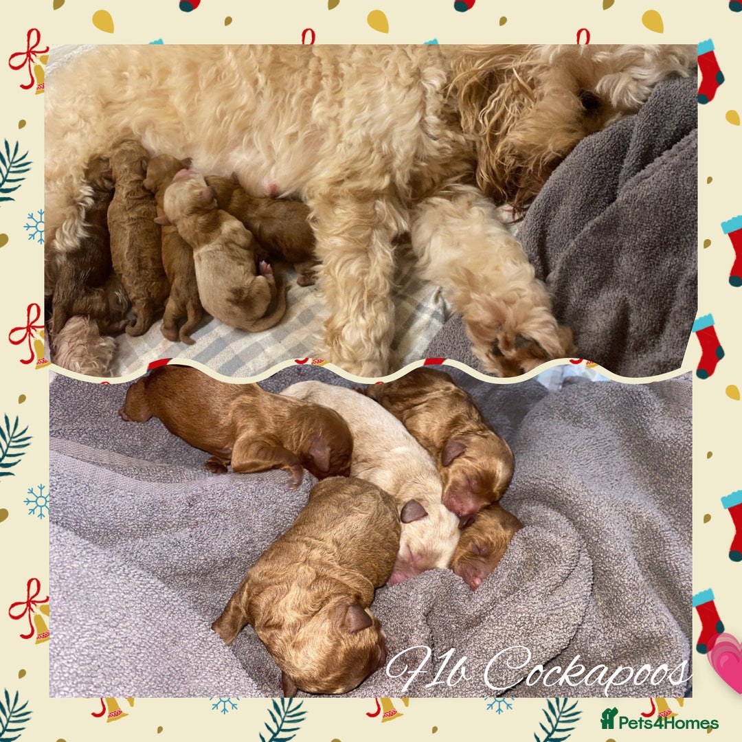 Cockapoo dogs for stud: Stunning proven KC reg Red Miniature Poodle in Cannock - Image 18