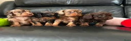 Cockapoo dogs for sale: Stunning litter of cockapoo puppies  - Advert 5