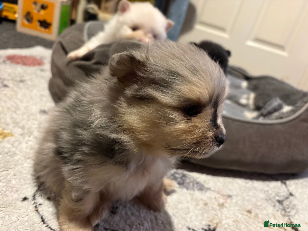 Pomeranian dogs for sale: 1 male 1 female  - Advert 3