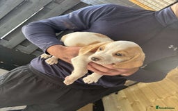 Beagle dogs for sale: 7 wonderful cocker spaniel x beagle❤️🏡 - Image 8