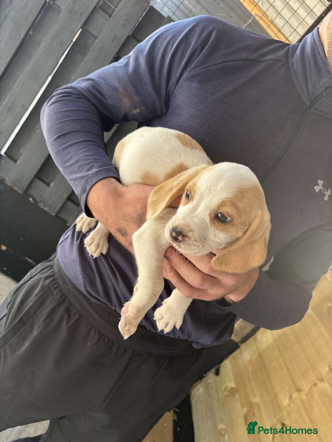 Beagle dogs for sale: 7 wonderful cocker spaniel x beagle❤️🏡 - Image 8