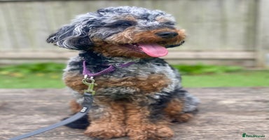 Mixed Breed dogs - Advert 4