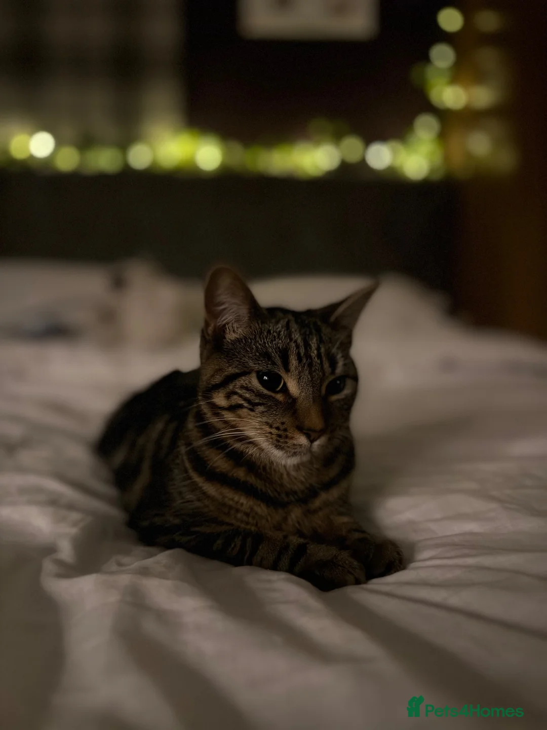 Mixed Breed cats for sale: 2 Female maine coon x tabby kittens  in Bolton - Advert 9