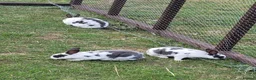 Rex rabbits for sale: Mini rex rabbits for sale - Advert 4