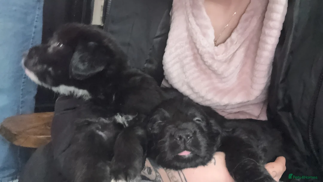 Mixed Breed dogs for sale: Poodle cross Rottweiler  in Stoke-on-Trent - Advert 1