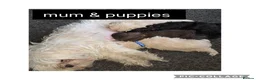 Shorkie dogs for sale: Shorkie - Advert 1