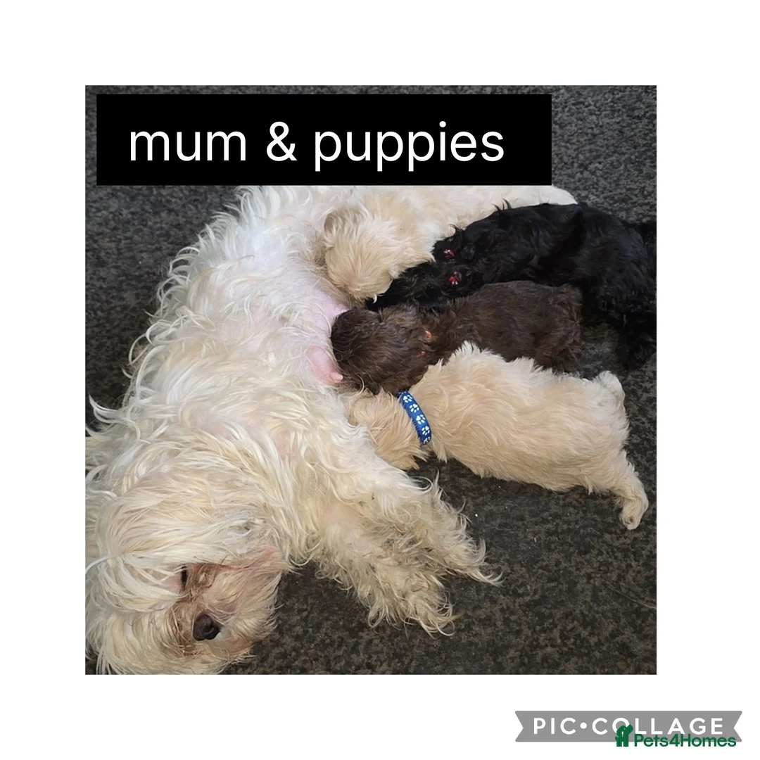 Shorkie dogs for sale: Shorkie - Advert 1