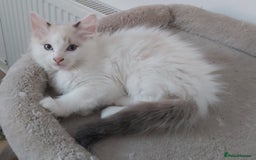 Ragdoll cats for sale: RAGDOLLS BOYS BICOLOUR VACCINATED MICROCHIPED  - Image 16