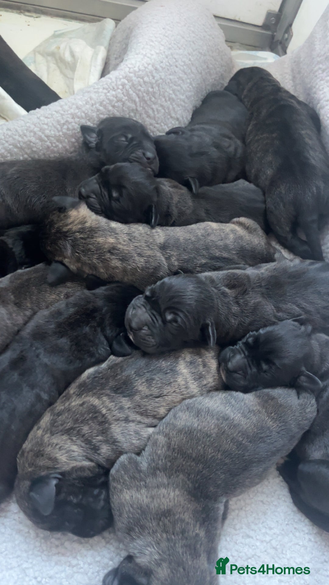Presa Canario dogs for sale: Beautiful pedigree Presa Canario puppies  - Advert 3
