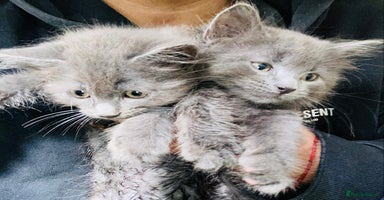 Mixed Breed cats - Advert 8