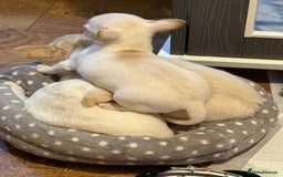 Chihuahua dogs for sale: Puppies chihuahuas 1 boy and 2 little princesses  - Image 19