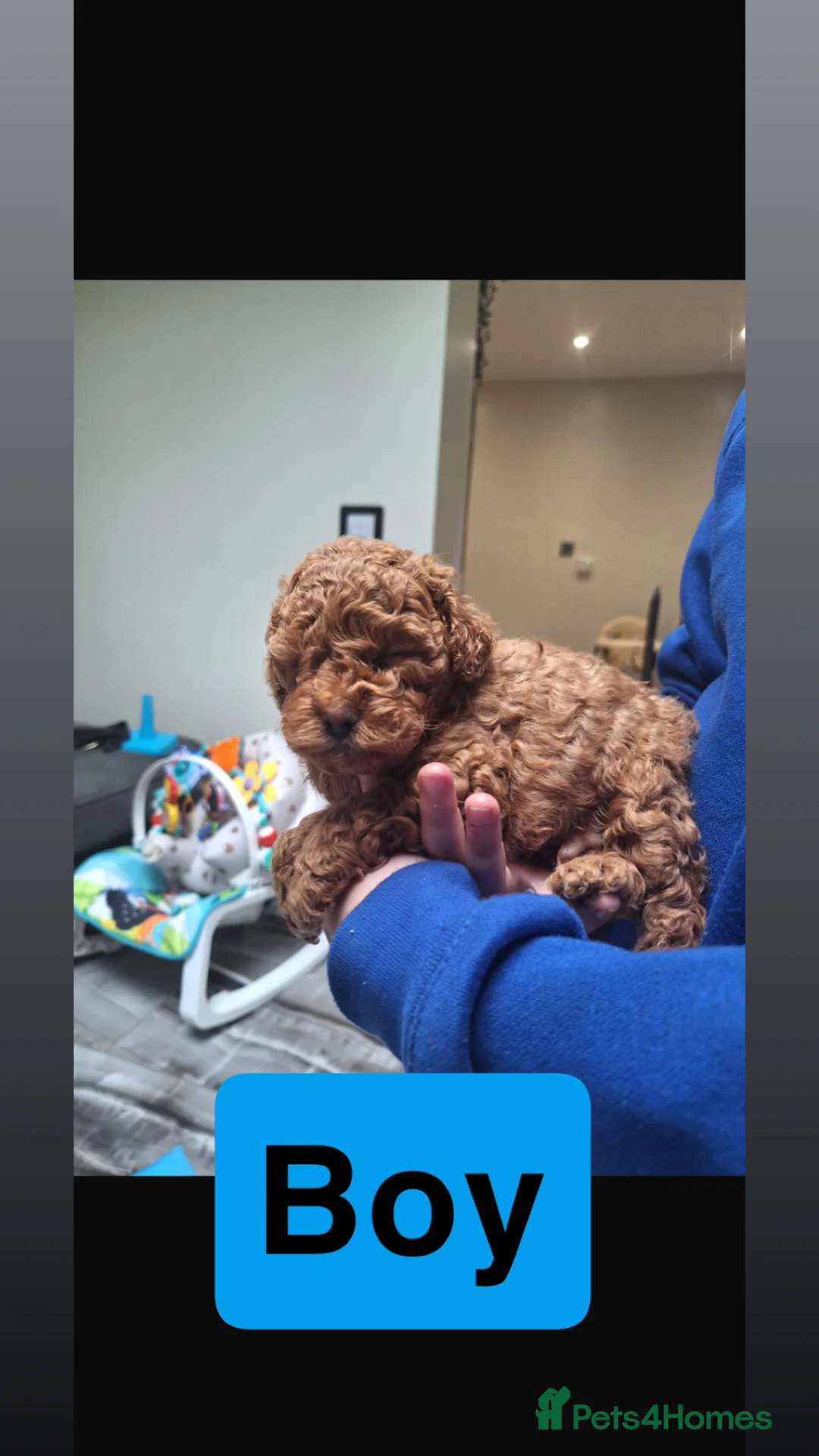 Toy Poodle dogs for sale: 4 toy poodle pups  in Derby - Advert 5
