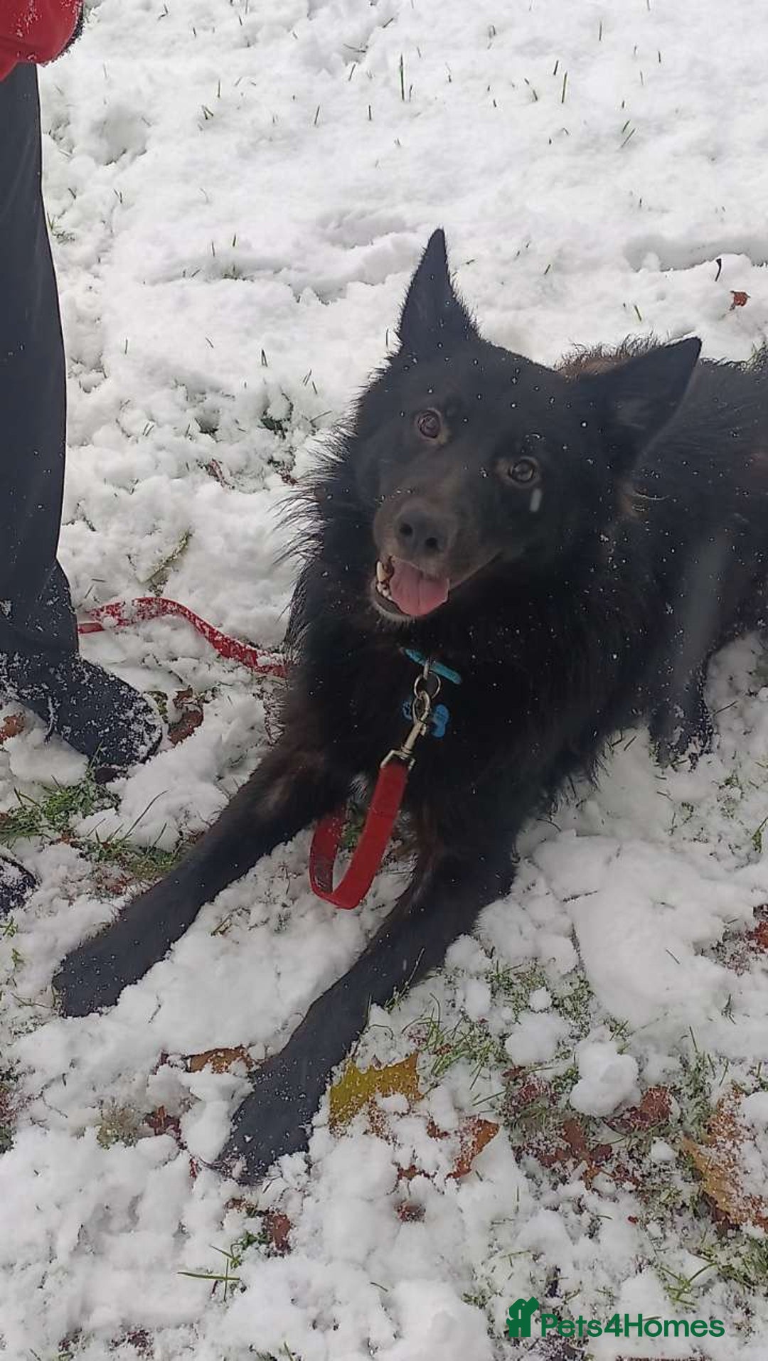 Mixed Breed dogs for sale: Beautiful male buster  - Advert 11