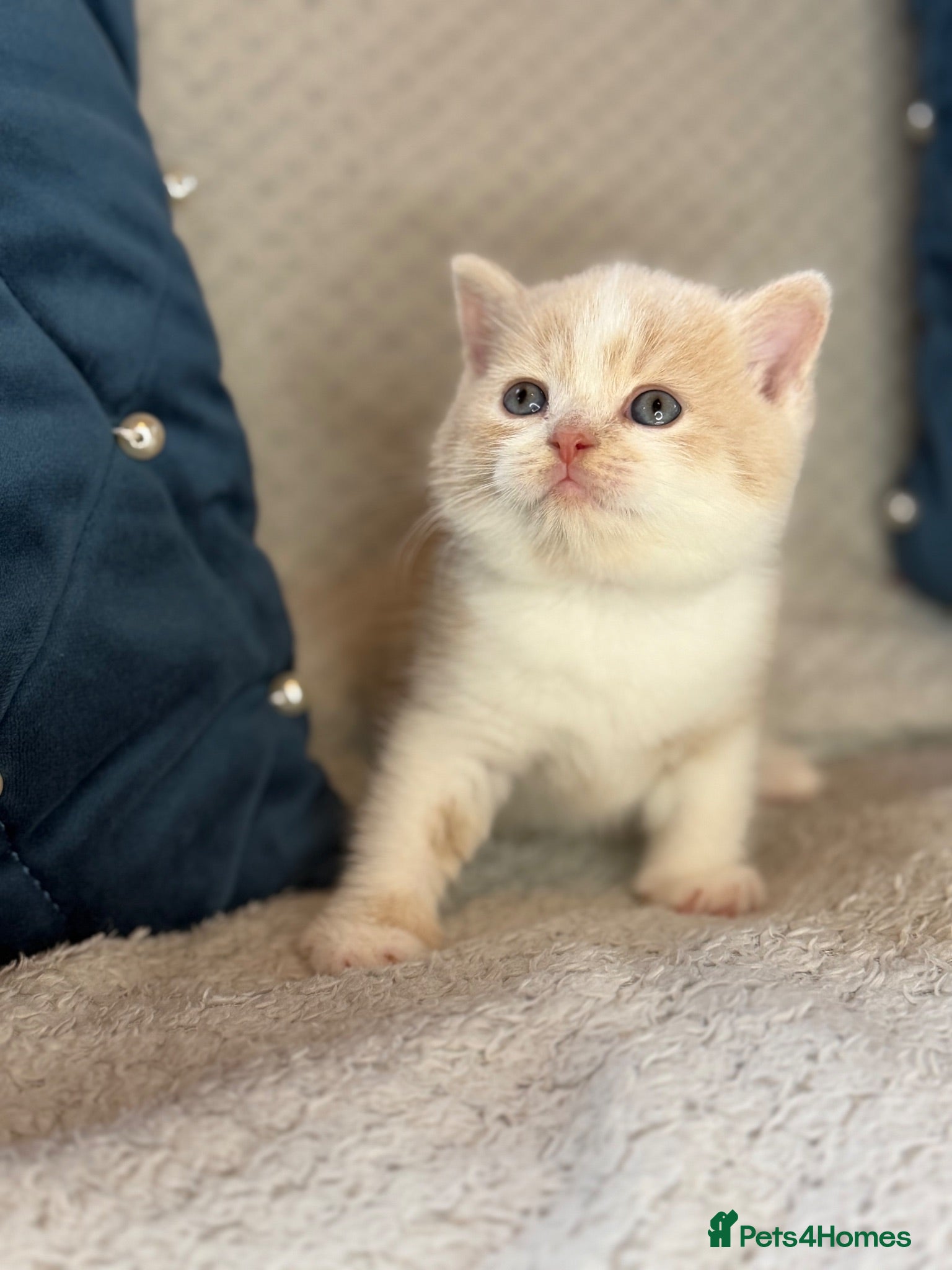 British Shorthair cats British Shorthair kittens for sale  - Advert 1