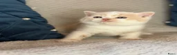 British Shorthair cats for sale: British Shorthair kittens for sale  - Advert 1