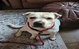 Mixed Breed dogs for adoption: Izzy  - Image 1