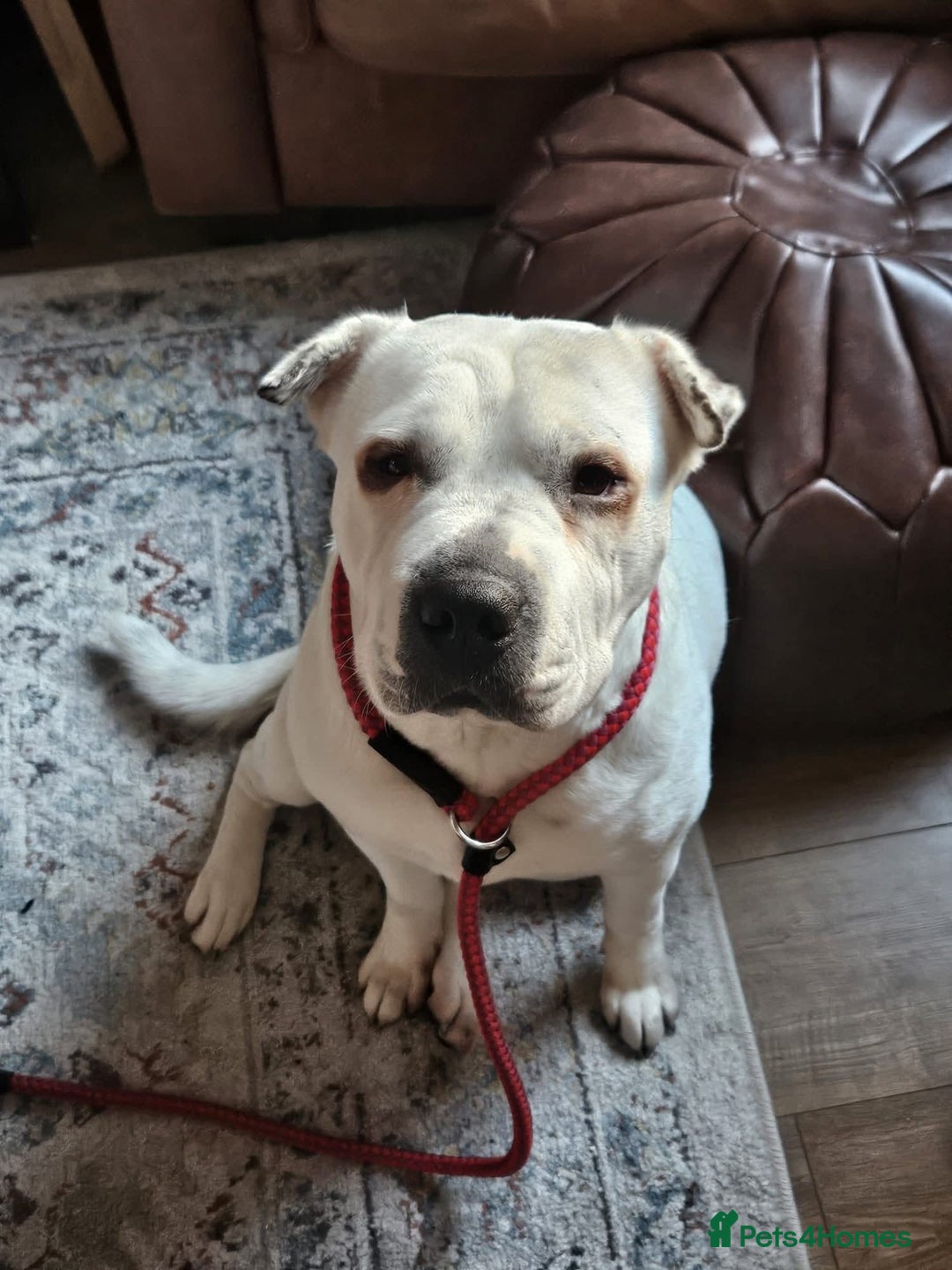 Mixed Breed dogs for adoption: Izzy  - Image 1