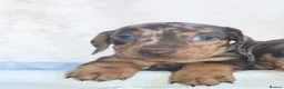 Miniature Dachshund dogs for sale: Super small miniature dachshund kc - Advert 34