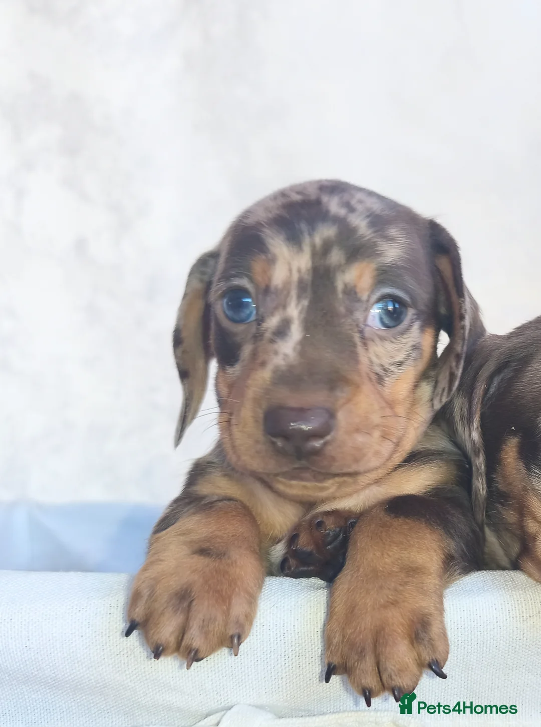 Miniature Dachshund dogs for sale: Super small miniature dachshund kc - Advert 34