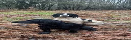 English Springer Spaniel dogs for sale: Exceptional ESS pups from tested working parents  - Advert 6