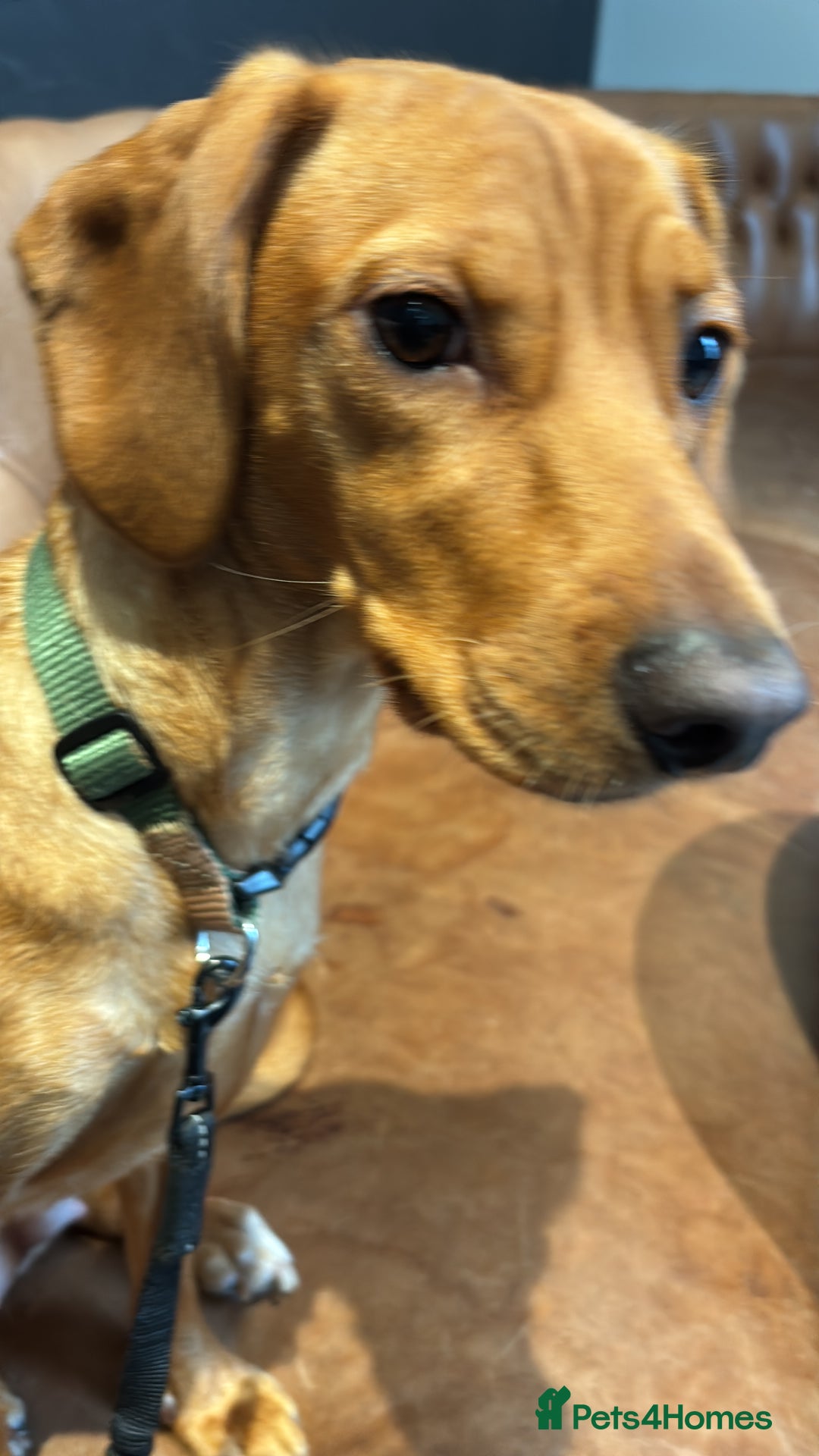 Mixed Breed dogs for sale: Hungarian Vizsla Mix - Image 17