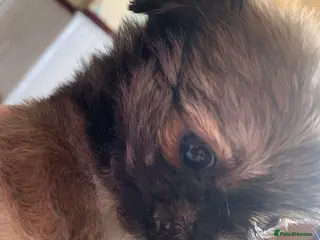 Shih Tzu dogs Beautiful shihztu 3 boys left - Advert 2