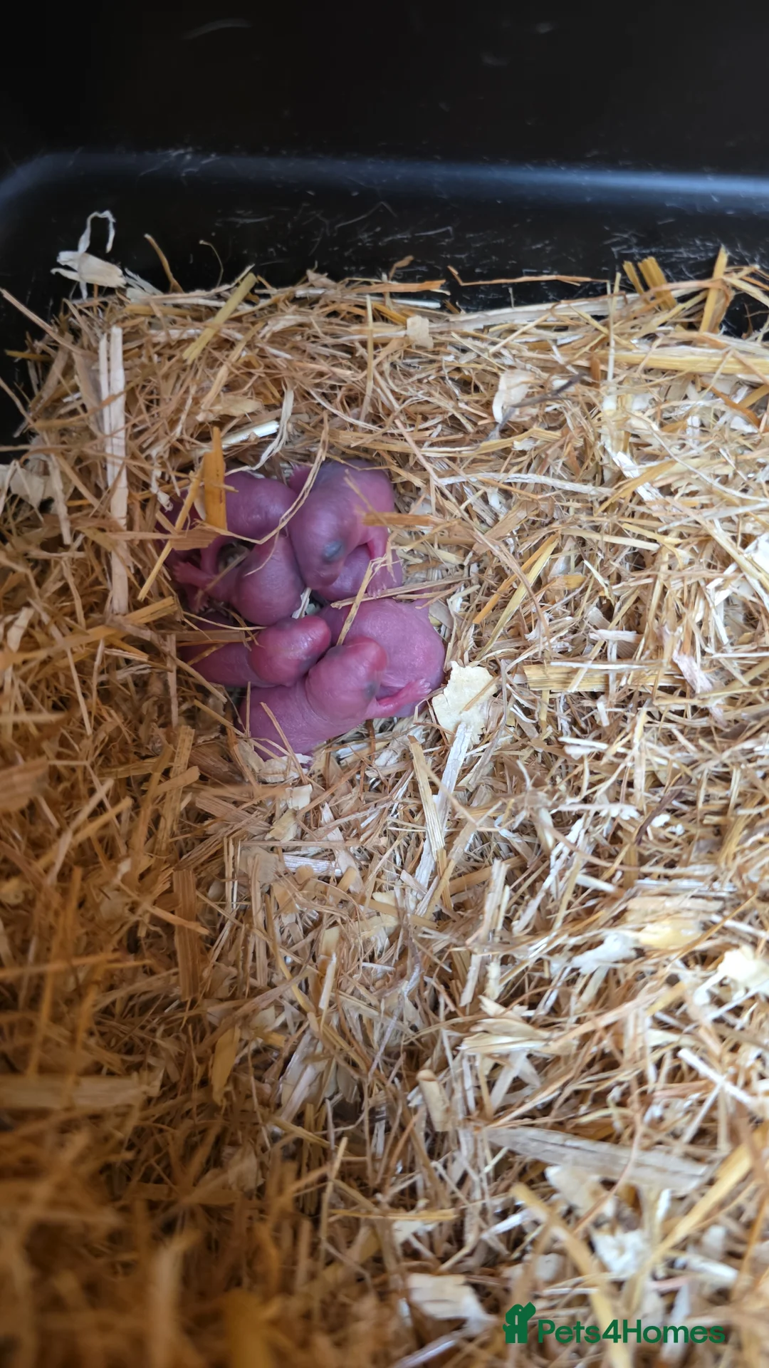 Gerbil rodents for sale: Gerbils and children  - Advert 2