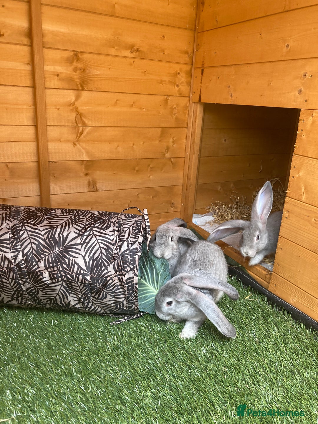Continental Giant rabbits for sale: Gorgeous Continental Giants - Image 2
